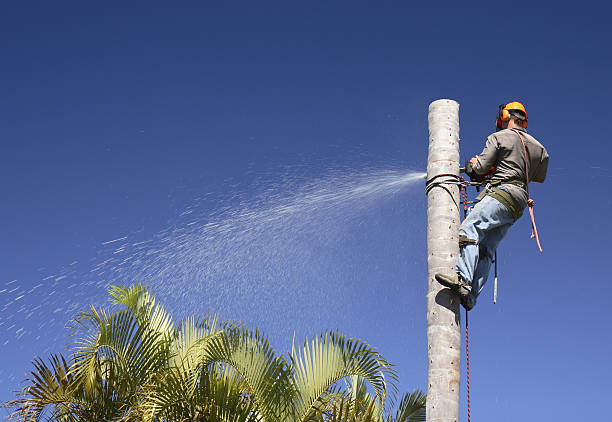 Best Emergency Tree Removal  in Melody Hill, IN