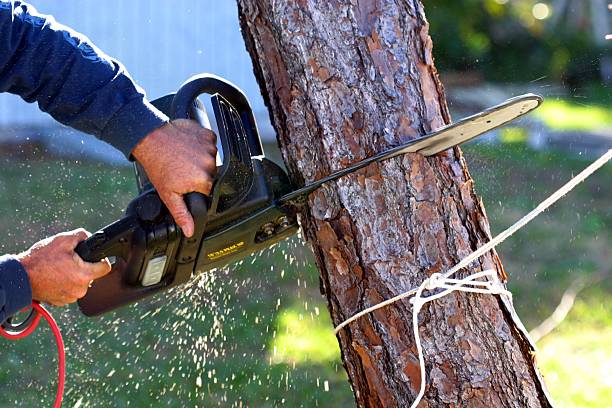 Best Leaf Removal  in Melody Hill, IN