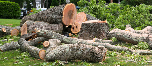 Best Tree and Shrub Care  in Melody Hill, IN