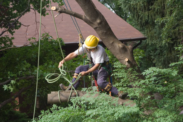 Best Hedge Trimming  in Melody Hill, IN