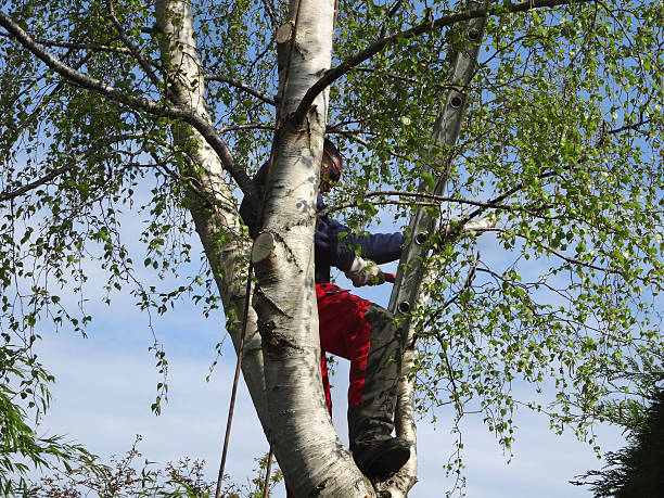  Melody Hill, IN Tree Services Pros