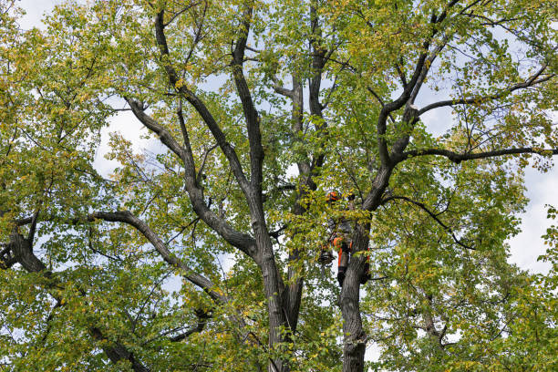 Best Seasonal Cleanup (Spring/Fall)  in Melody Hill, IN